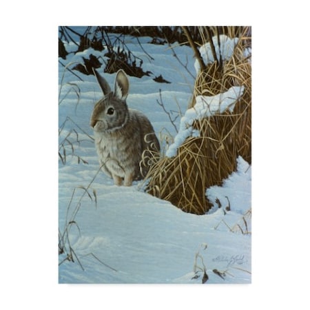 Wilhelm Goebel 'Snow Cover Cottontail' Canvas Art,18x24